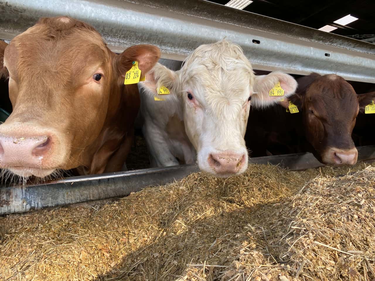 Bullen-clever-f-ttern