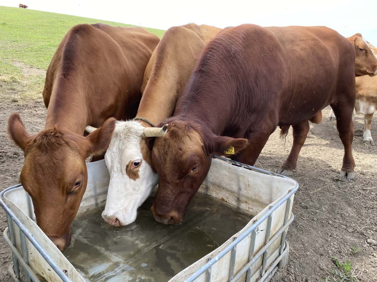 36-weniger-Milchbauern-Enormer-Strukturwandel-in-der-Rinderhaltung
