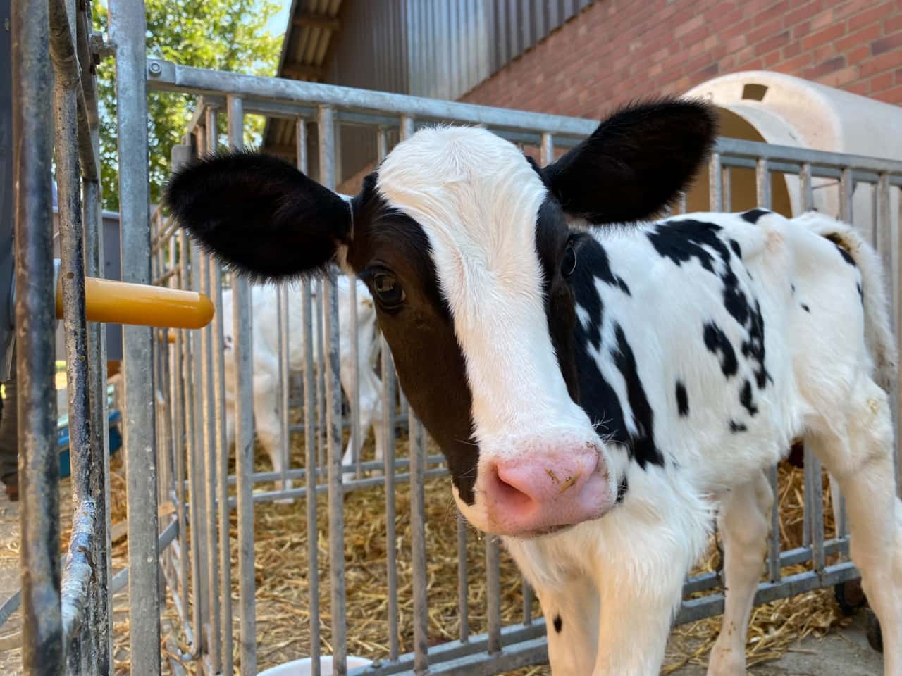 Kein-Eisen-in-den-ersten-Wochen-