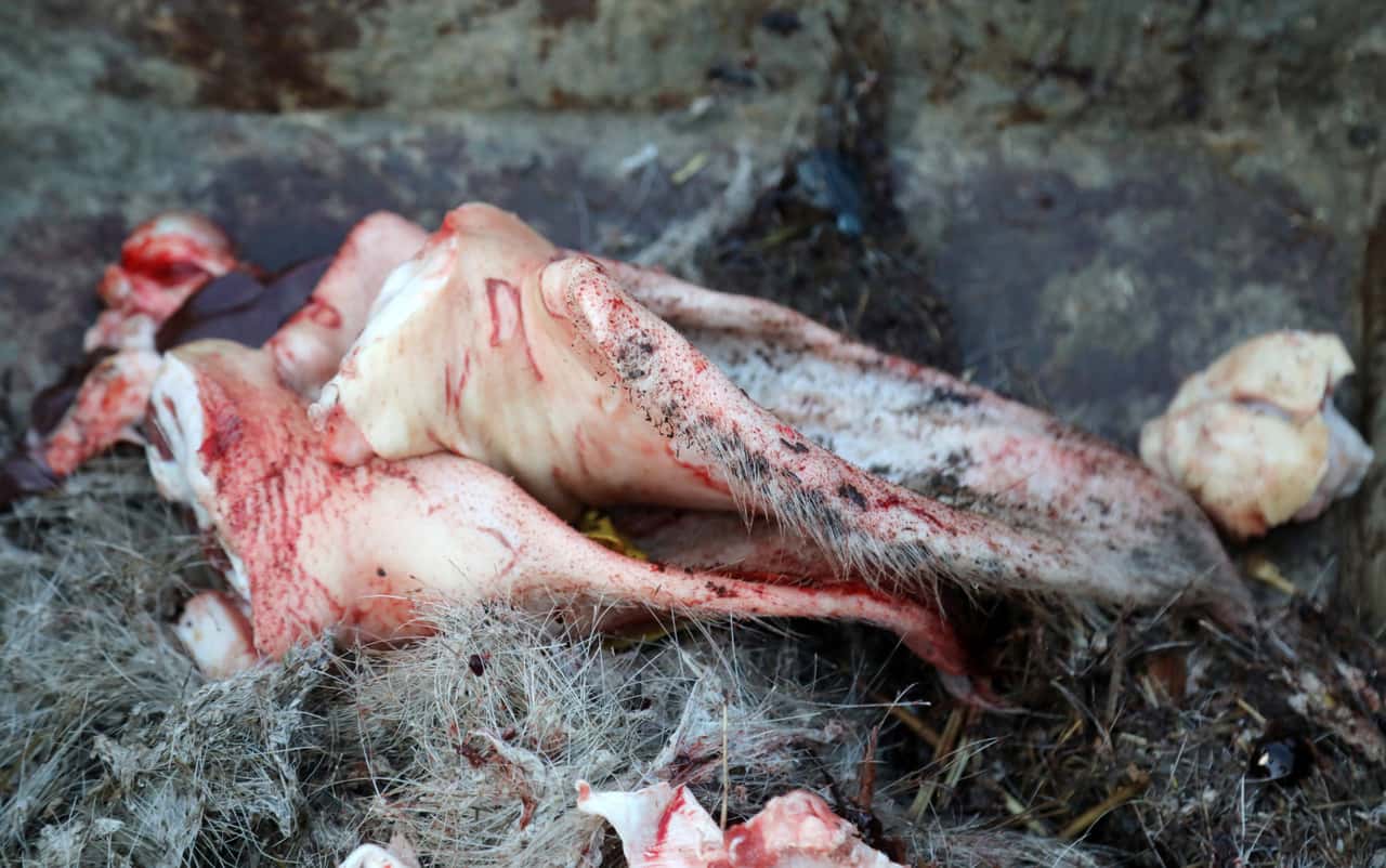 Hohes-ASP-Risiko-Erneut-unsachgem-entsorgte-Schlachtabf-lle-gefunden