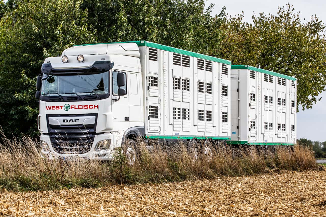 Westfleisch-passt-Abrechnung-f-r-Schlachtschweine-an-Basispreis-sinkt