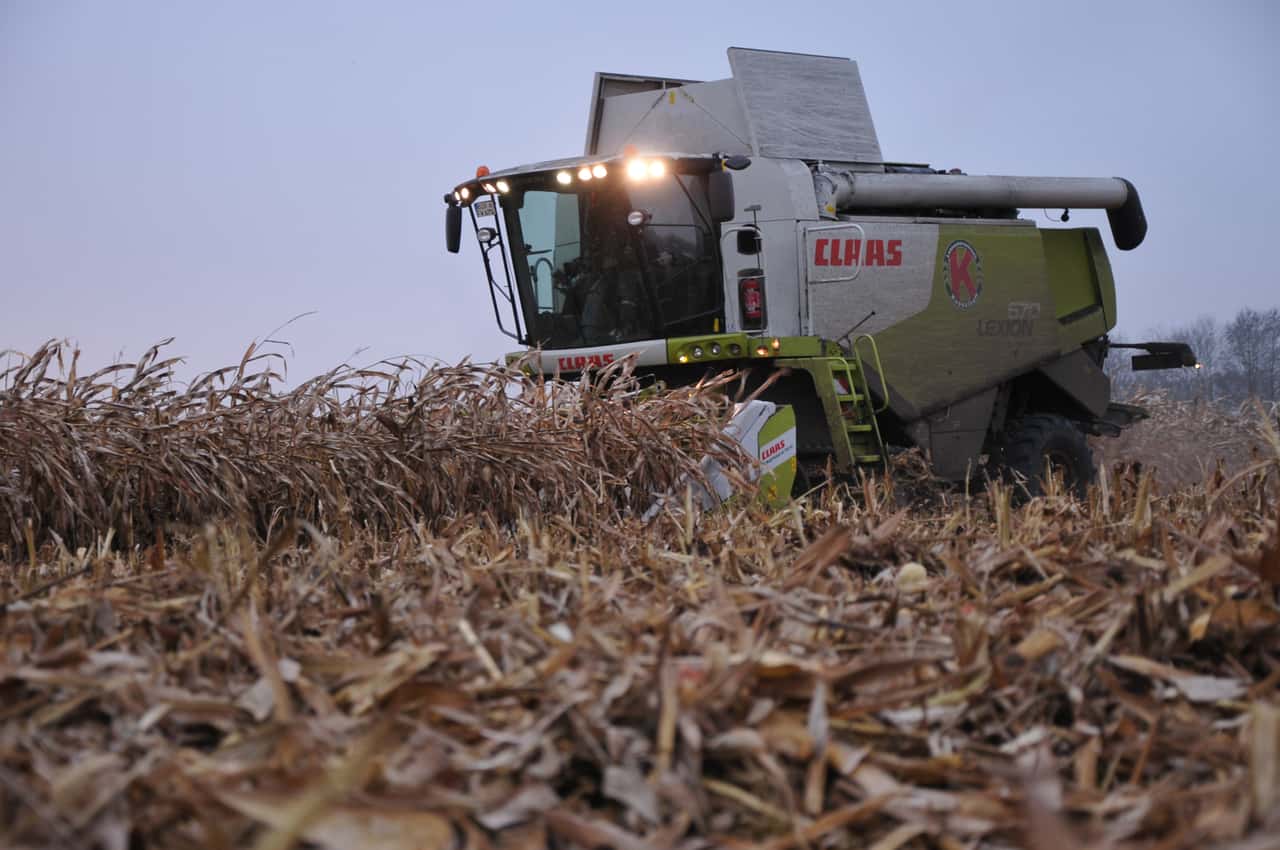 K-rnermais-So-ermitteln-Sie-zum-Verkauf-den-Schwundfaktor