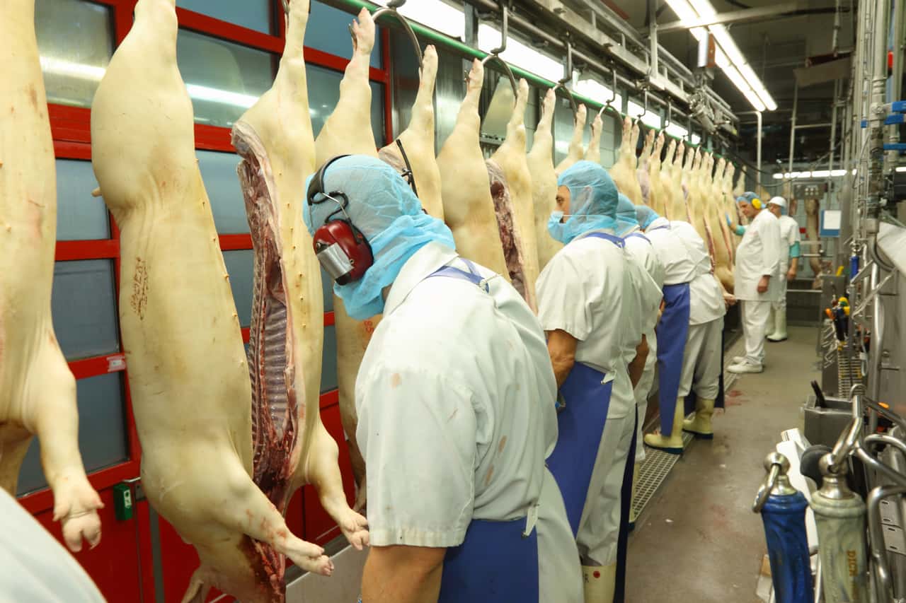 Schlachthof-Landshut-Schlie-ung-ist-nicht-sicher