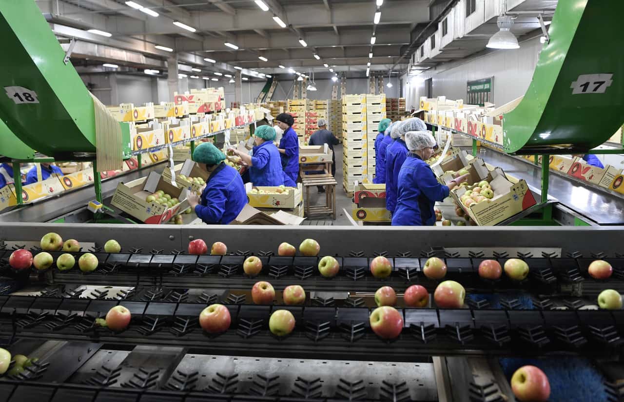 Zweith-chste-Apfelernte-der-vergangenen-zehn-Jahre-eingefahren