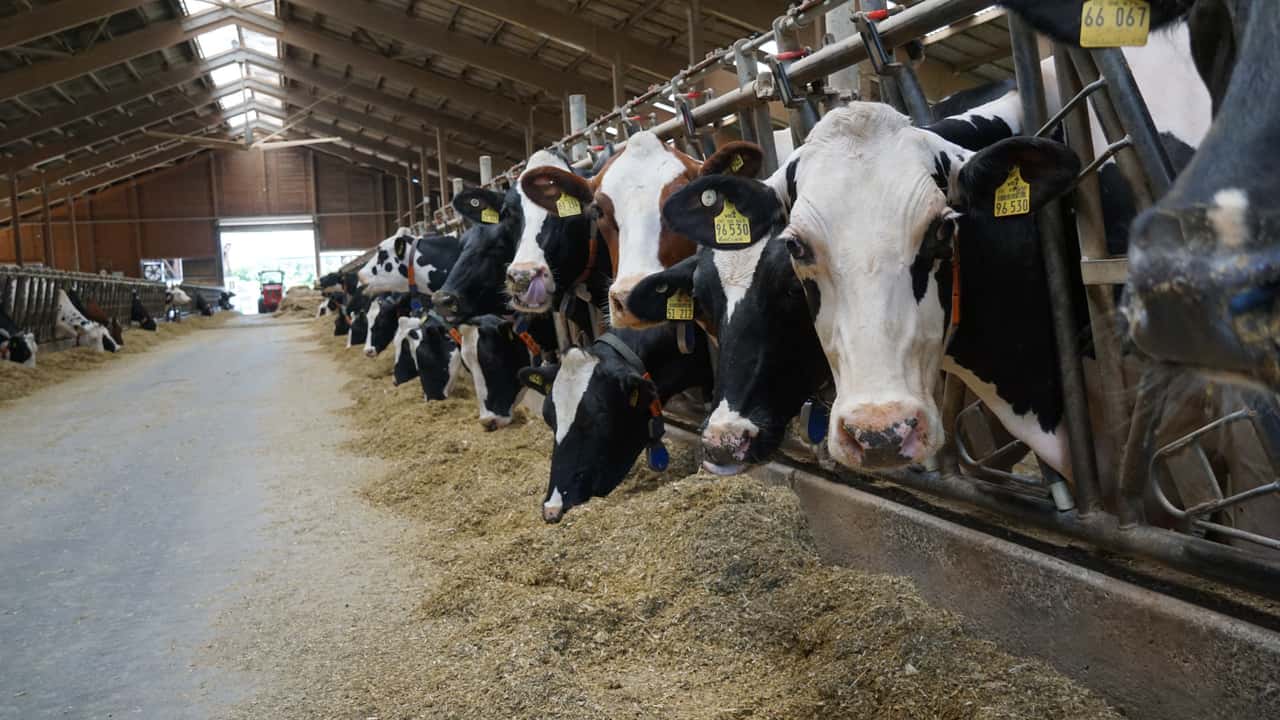 Intensive-Zucht-Tierwohl-14-500-kg-Milch-sind-unser-n-chstes-Ziel-