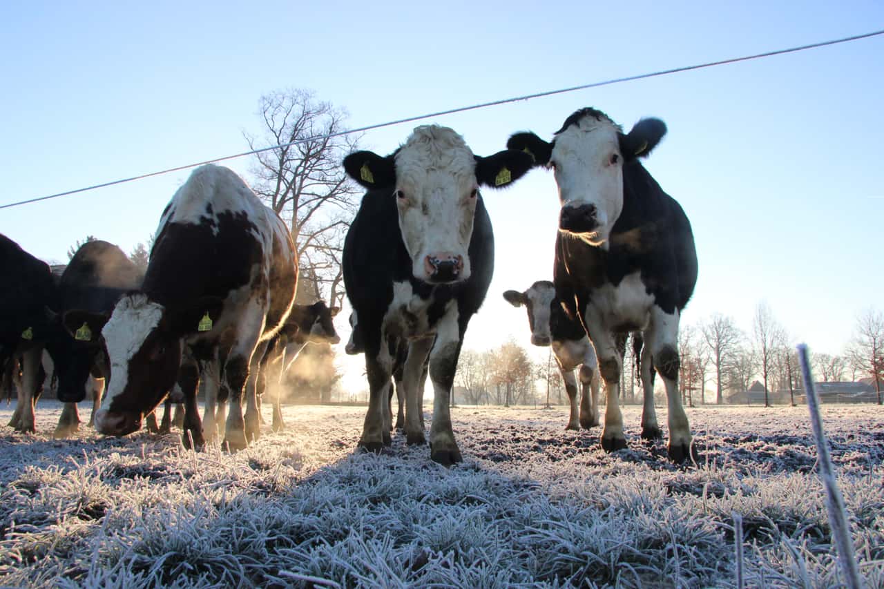 Trotz-neuer-Bio-Regeln-Weidepflicht-f-r-ko-Tiere-noch-nicht-vom-Tisch