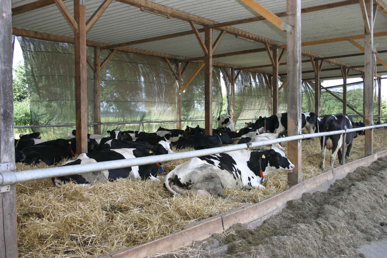 Rinder-und-Milchkuhbestand-fast-konstant-gegen-ber-Vorjahr