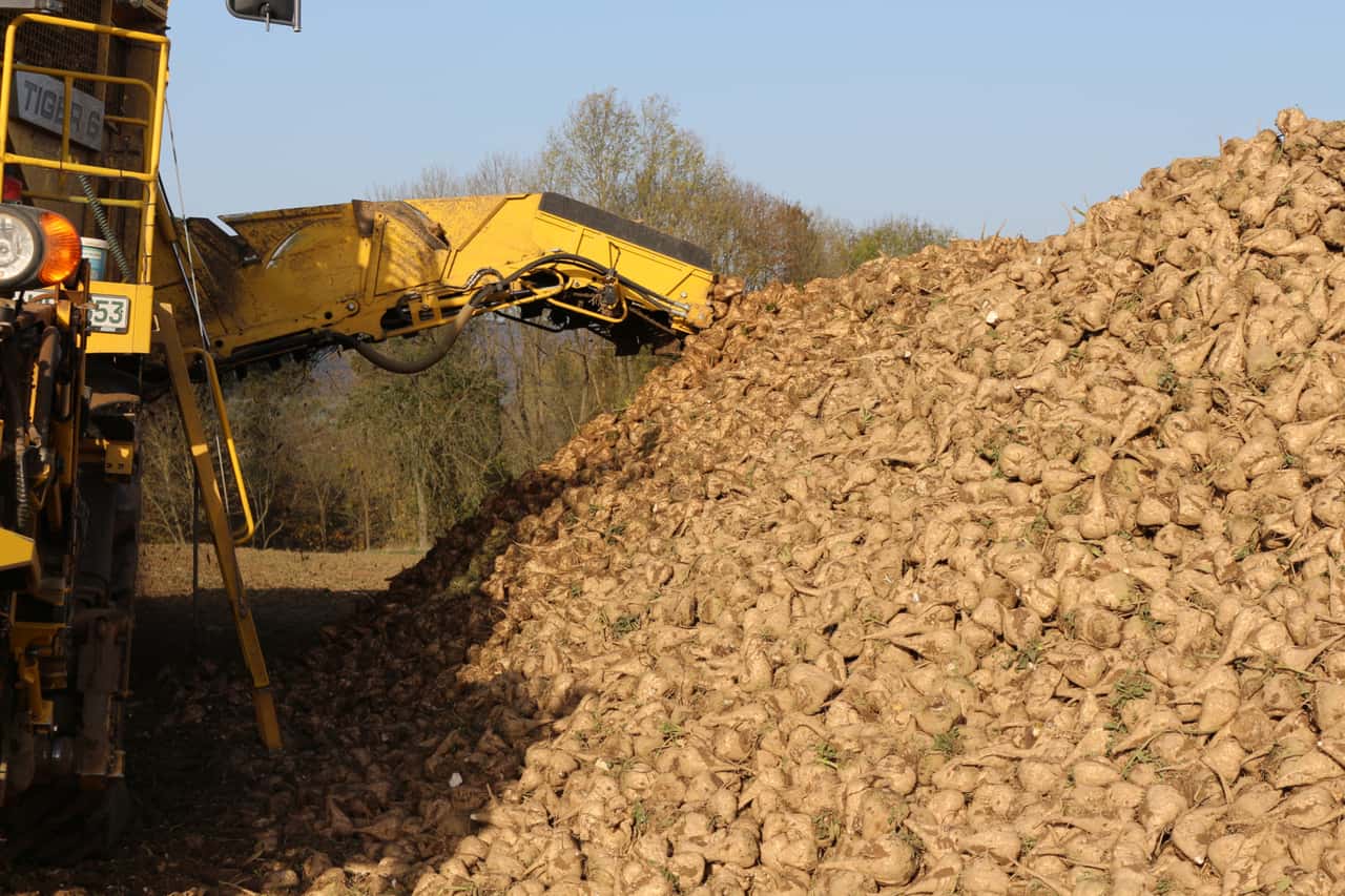 Preisverfall-auf-Zuckermarkt-setzt-EU-Landwirte-unter-Druck