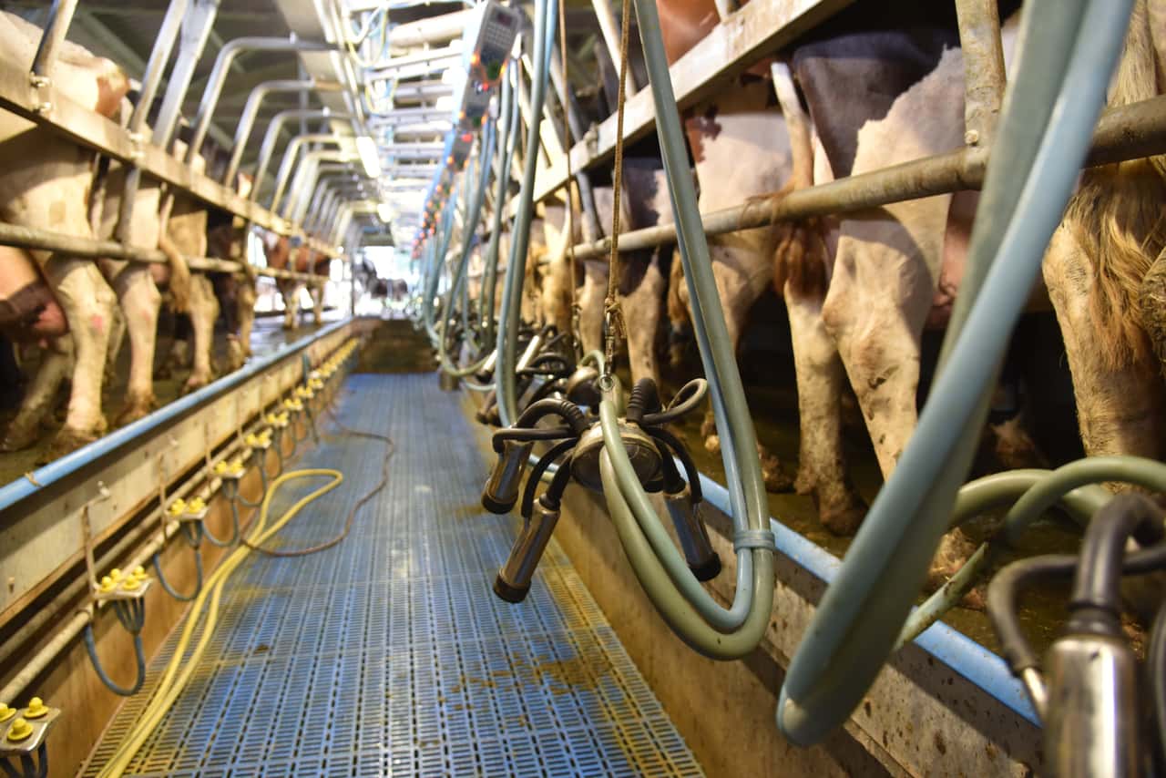 Unbest-ndiger-Milchmarkt-2025-Steigende-Menge-sinkende-Preise