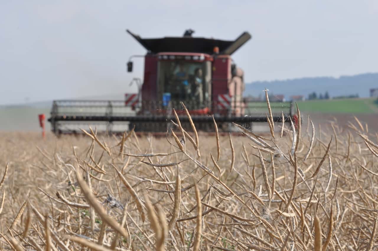 Rapskurse-auf-Einjahrestief-gesunken