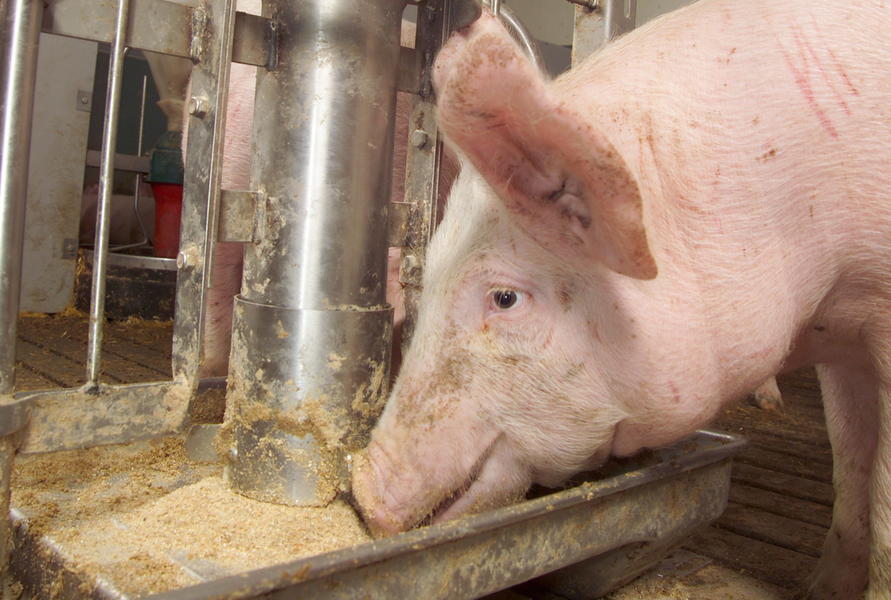 2025-Mehr-Schweine-in-Deutschland-Zahl-der-Betriebe-weiterhin-r-ckl-ufig