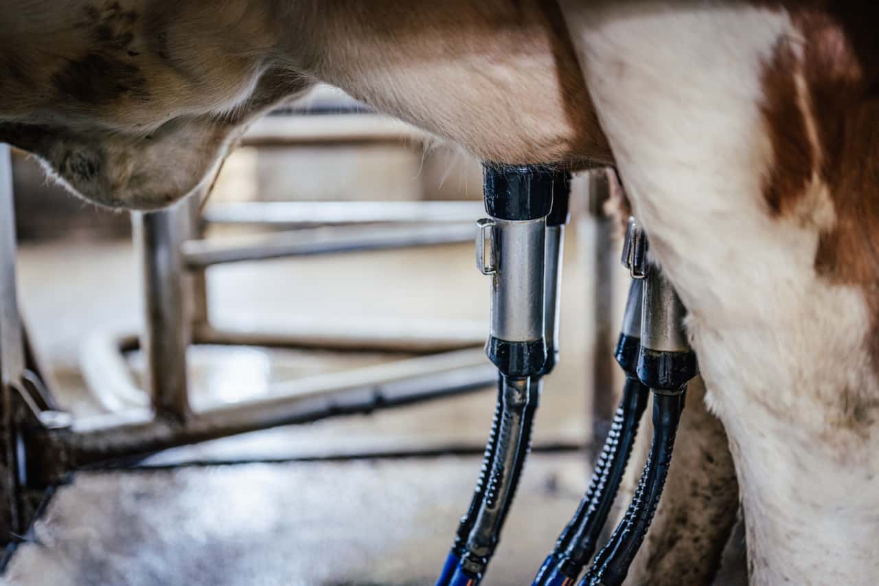 Was-bringt-der-Milchmarkt-2026-