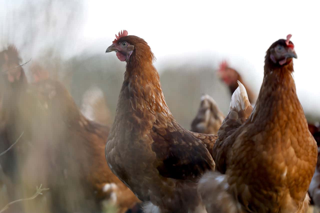 Ebersbach-Gr-ter-Seuchenfall-seit-ber-20-Jahren