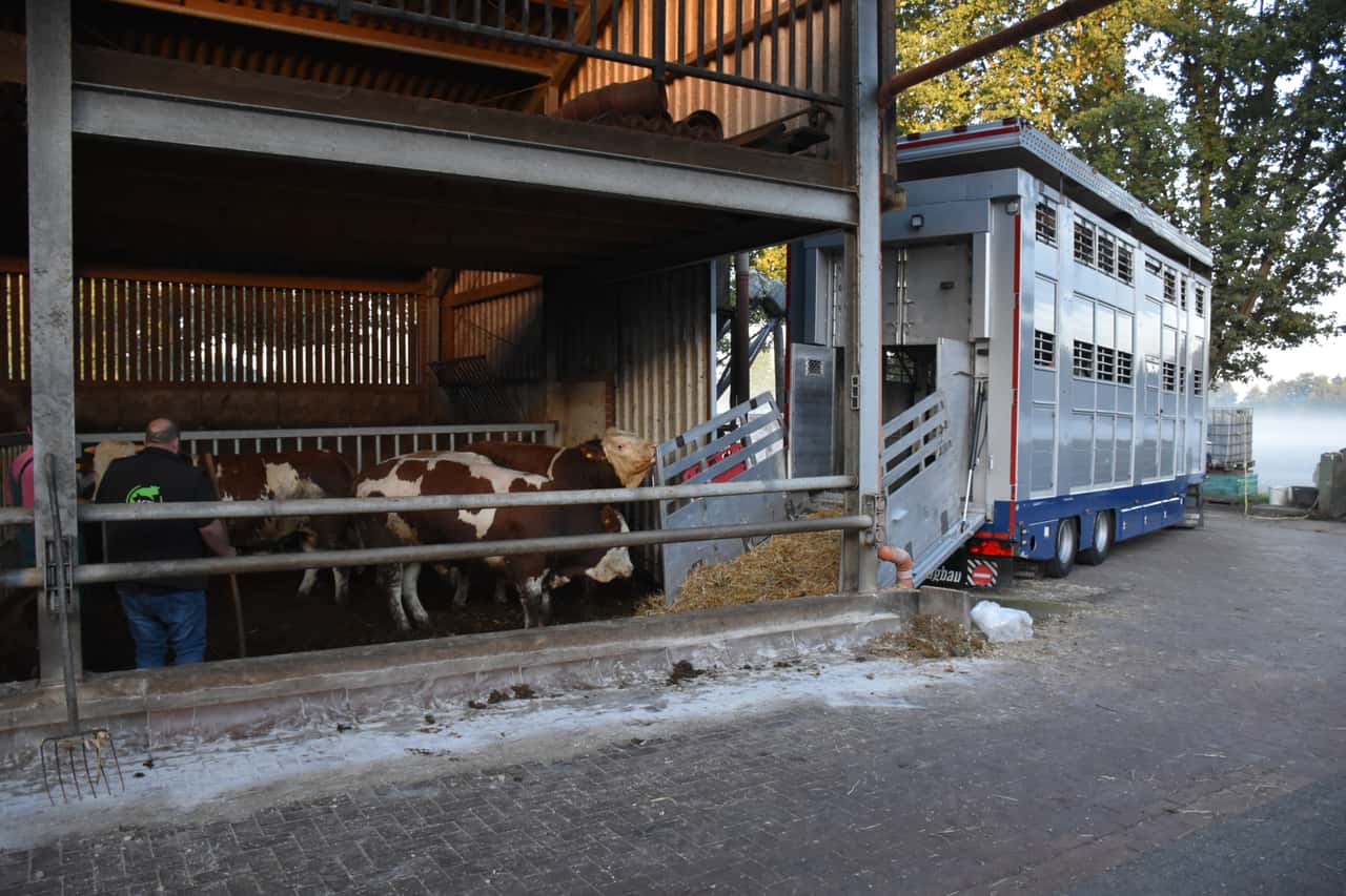 Stabile-Preise-f-r-Jungbullen-und-Schlachtk-he-vor-Weihnachtspause