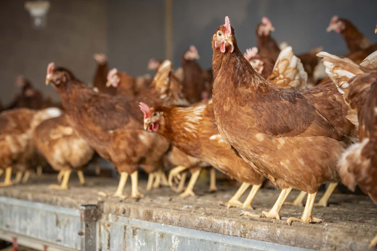 Weniger-Vogelgrippe-F-lle-im-Dezember-Gefl-gelhalter-bleiben-wachsam