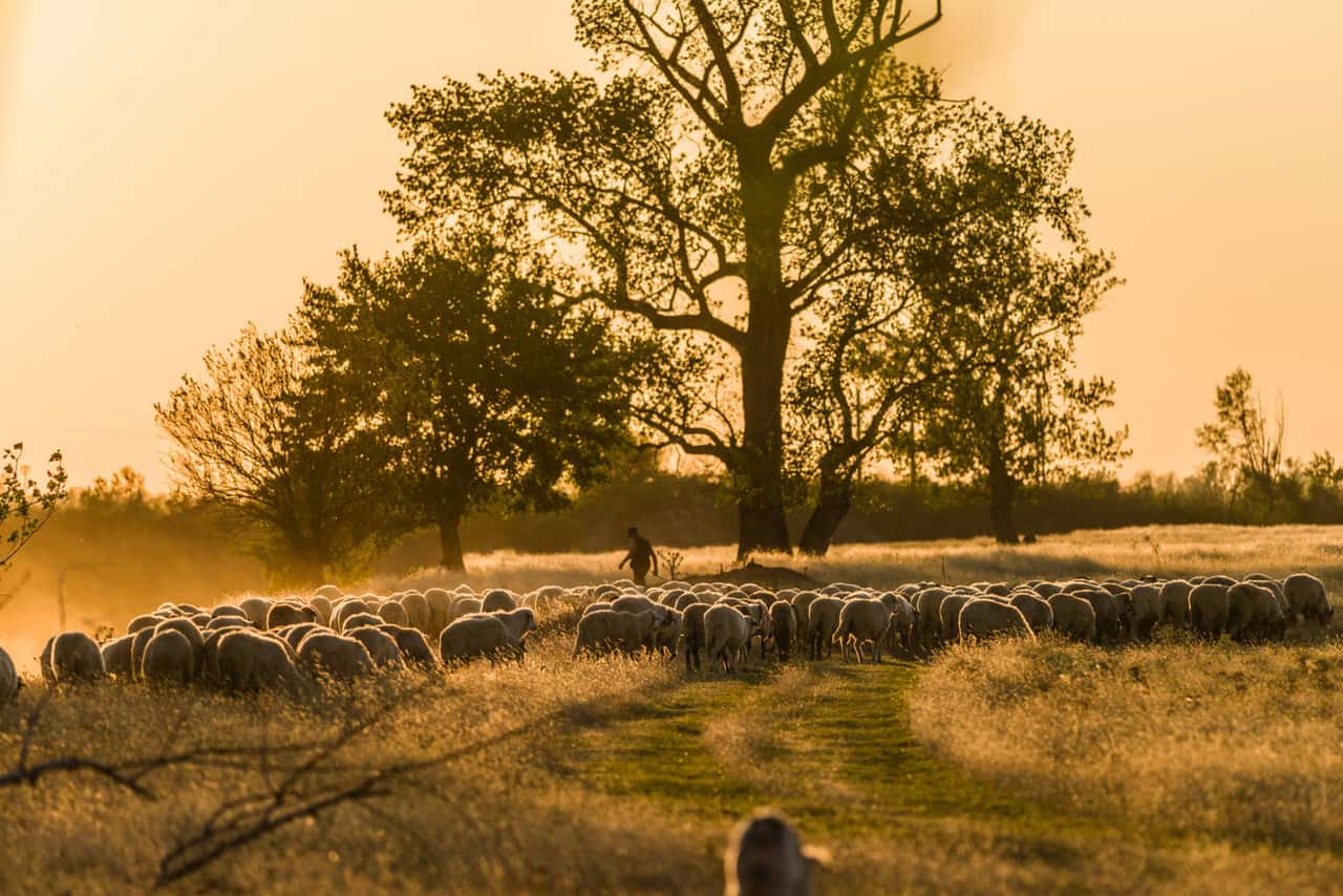 Schafbestand-in-Deutschland-w-chst-wieder-etwas