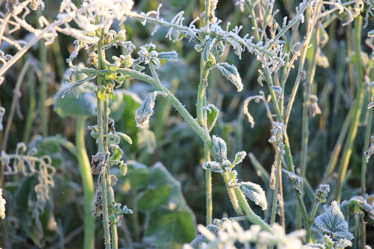 Bei-Frost-k-nnen-Sie-Zwischenfr-chte-mulchen