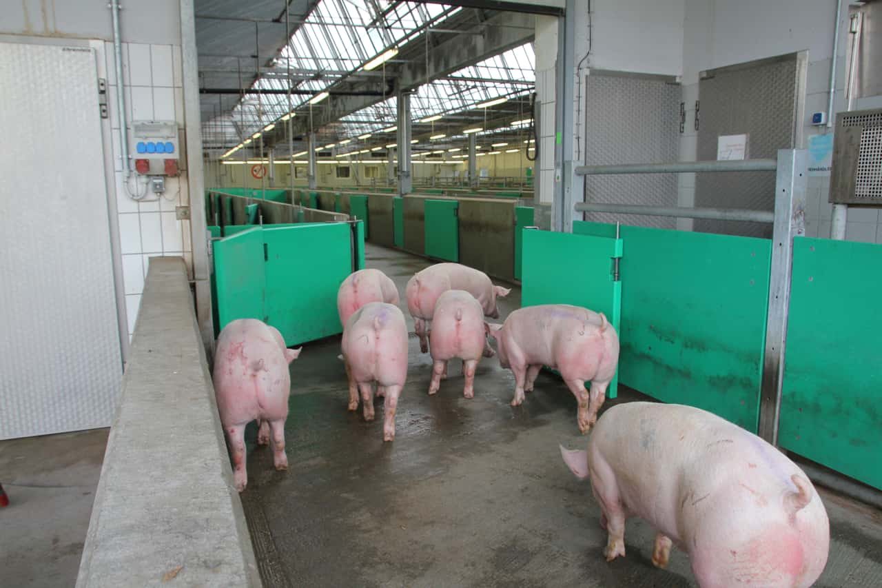 Video-berwachung-in-Schlachth-fen-Details-noch-unklar