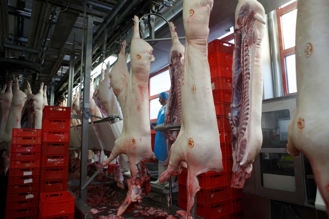 Nach-Schlie-ung-in-Perleberg-Neuer-Schlachthof-f-r-Brandenburg-