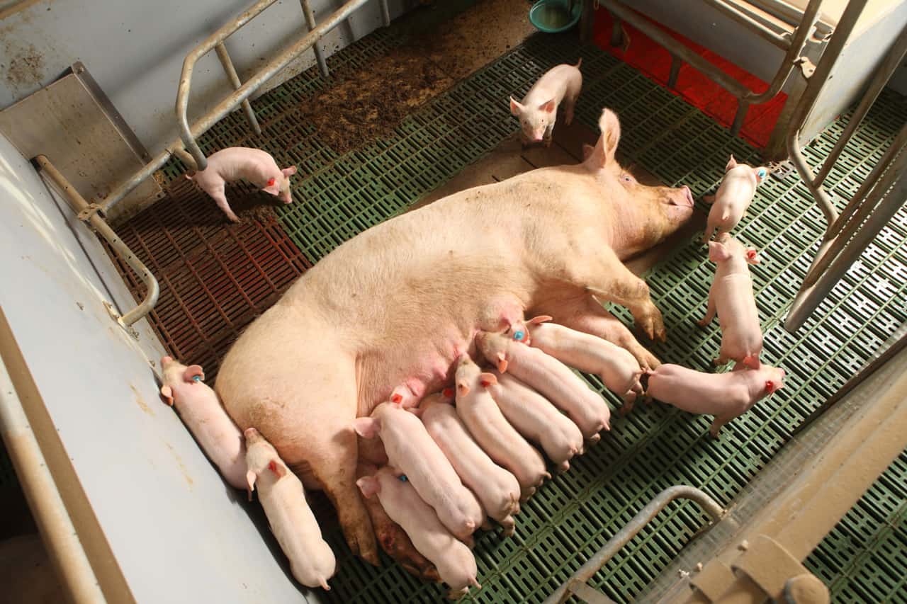 D-nemark-Landwirte-d-rfen-Sauen-nur-noch-kurzzeitig-fixieren