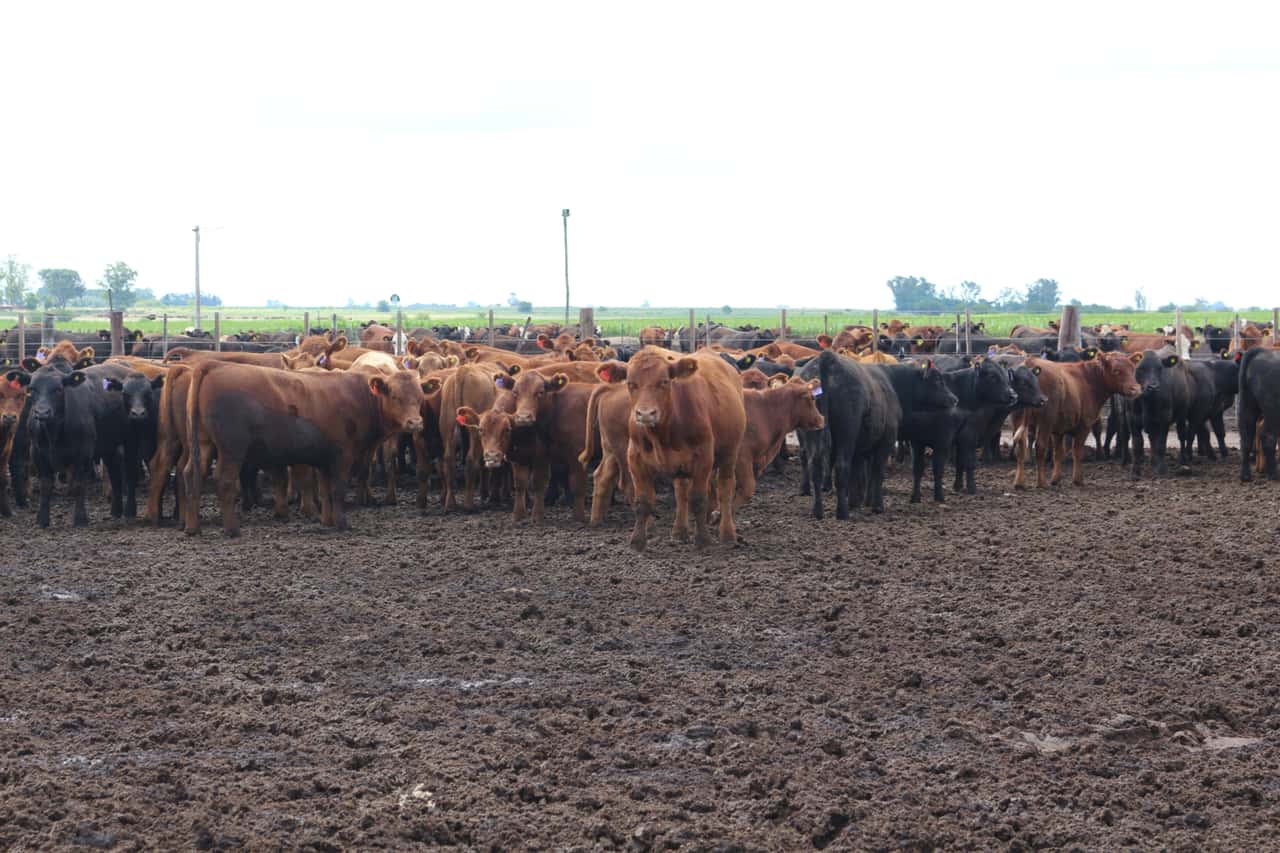 China-verh-ngt-Zusatzzoll-auf-Rindfleisch