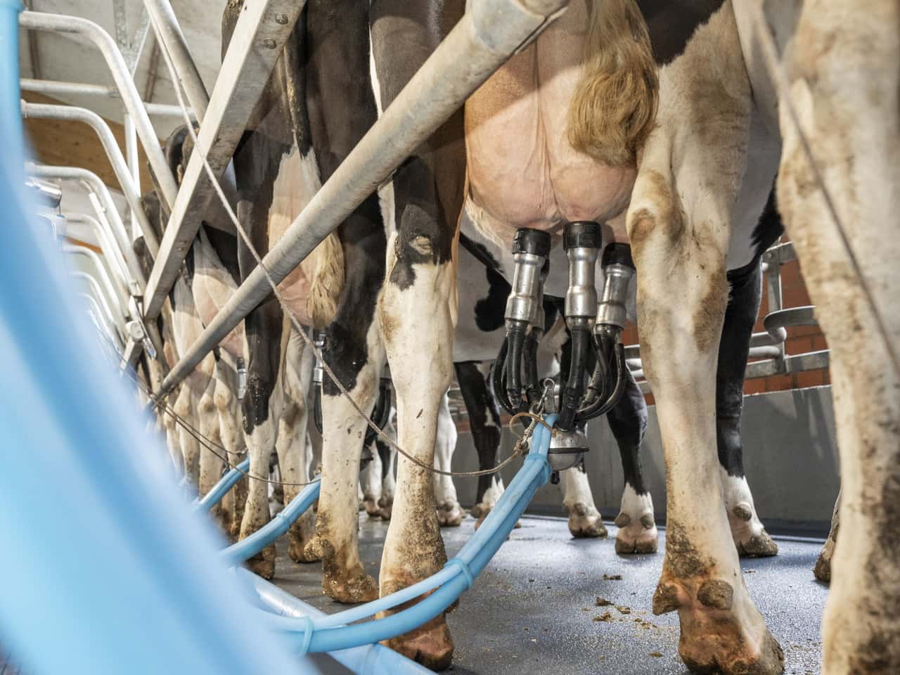 Kaum-positive-Ausblicke-auf-den-Milchpreis-2026