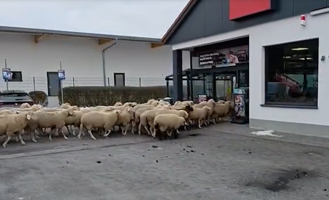 50-Schafe-st-rmen-in-Penny-Supermarkt