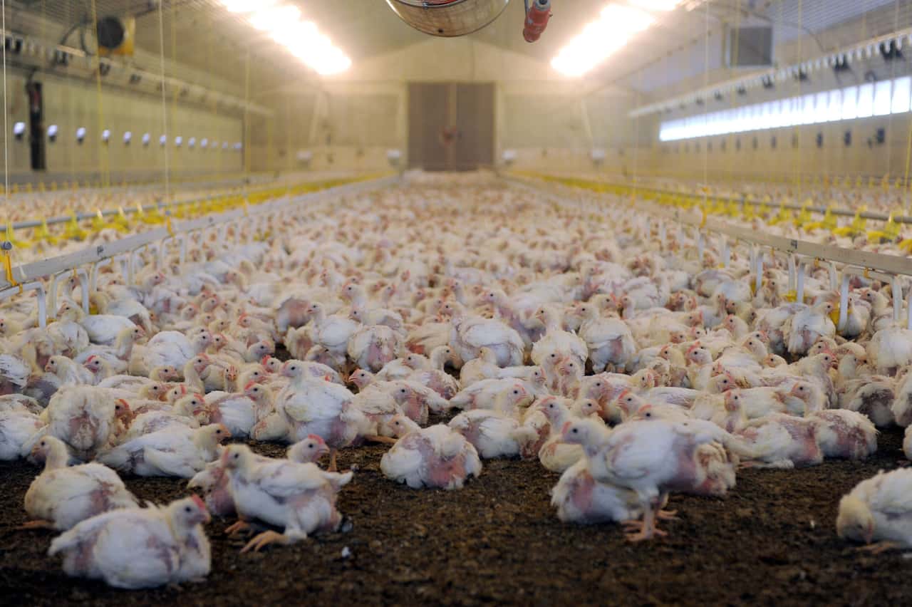 NRW-und-Niedersachsen-betroffen-Gefl-gelpest-breitet-sich-2026-weiter-aus