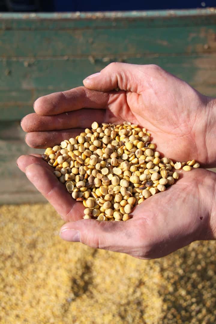 EU-Sojaimporte-brechen-um-fast-1-Mio-Tonnen-ein