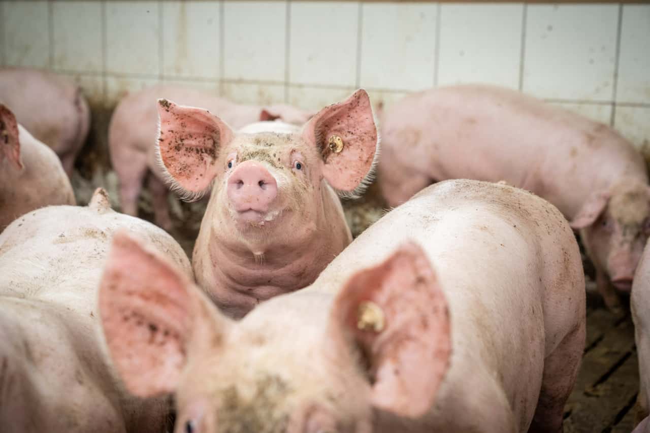 Schweinepreis-f-llt-immer-weiter