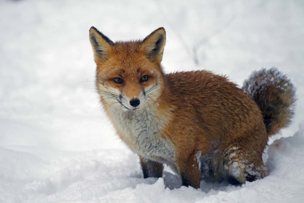 Fuchsbandwurm-F-lle-in-Europa-nehmen-zu