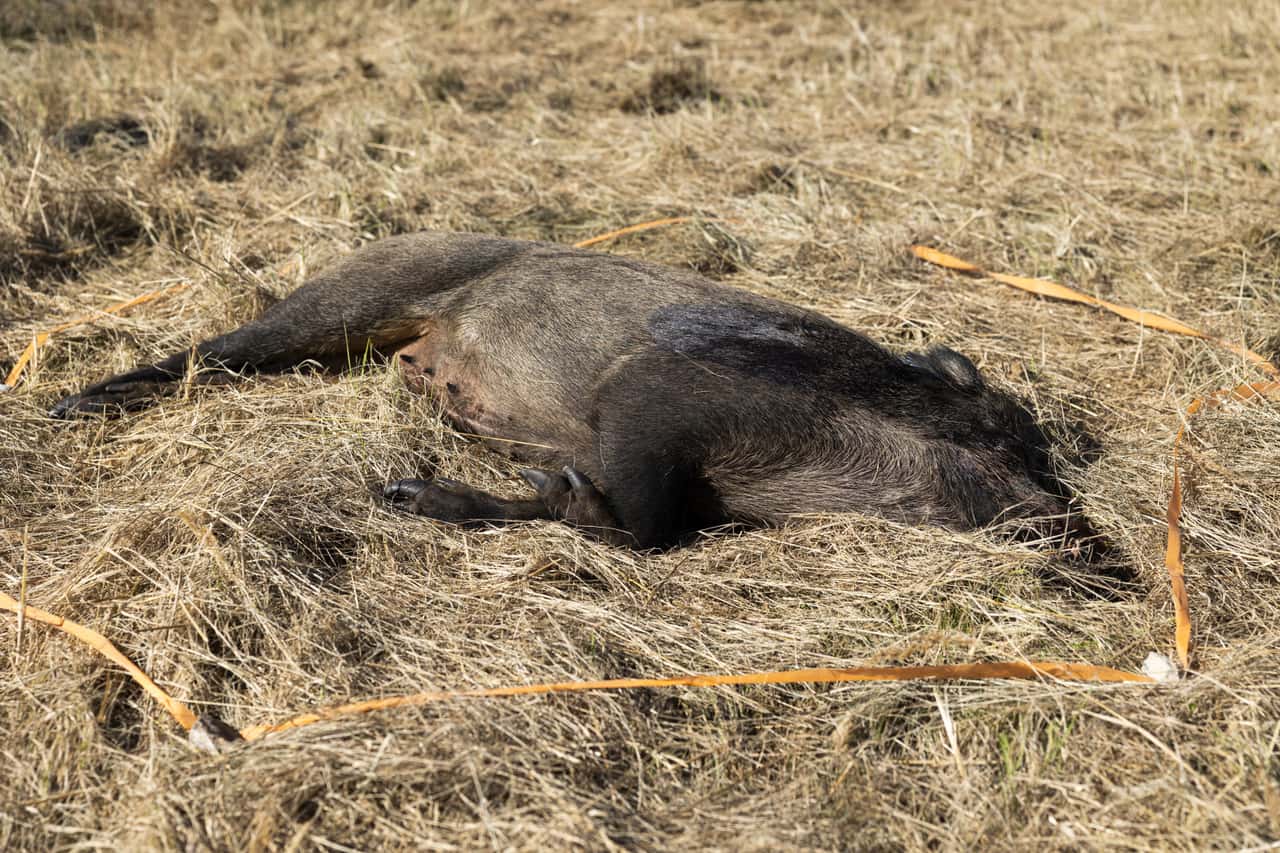 Laborunfall-Wurstbrot-oder-Bioterrorismus-Herkunft-von-ASP-weiter-unklar