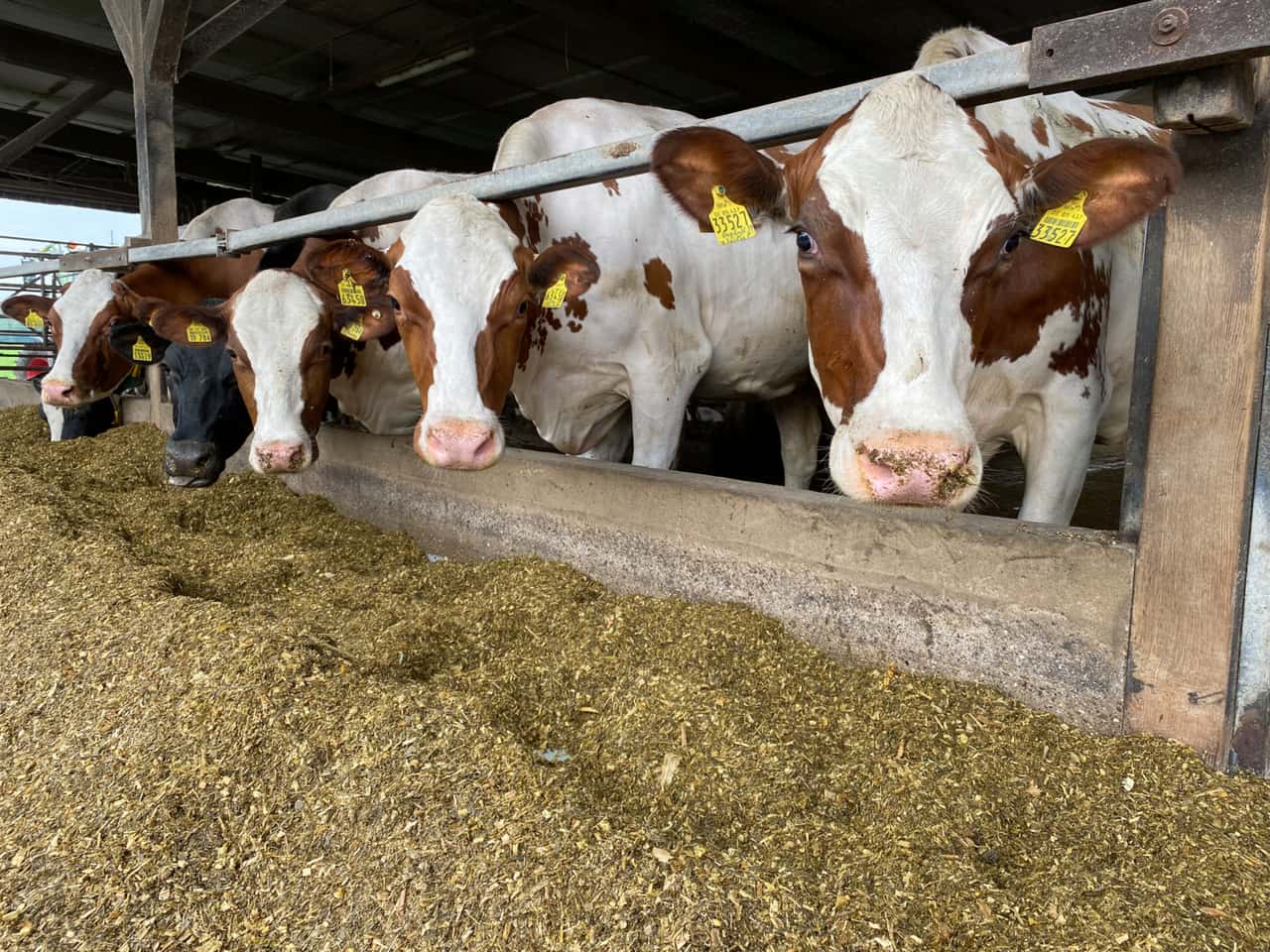 Zahl-der-Milchk-he-in-Deutschland-leicht-gestiegen