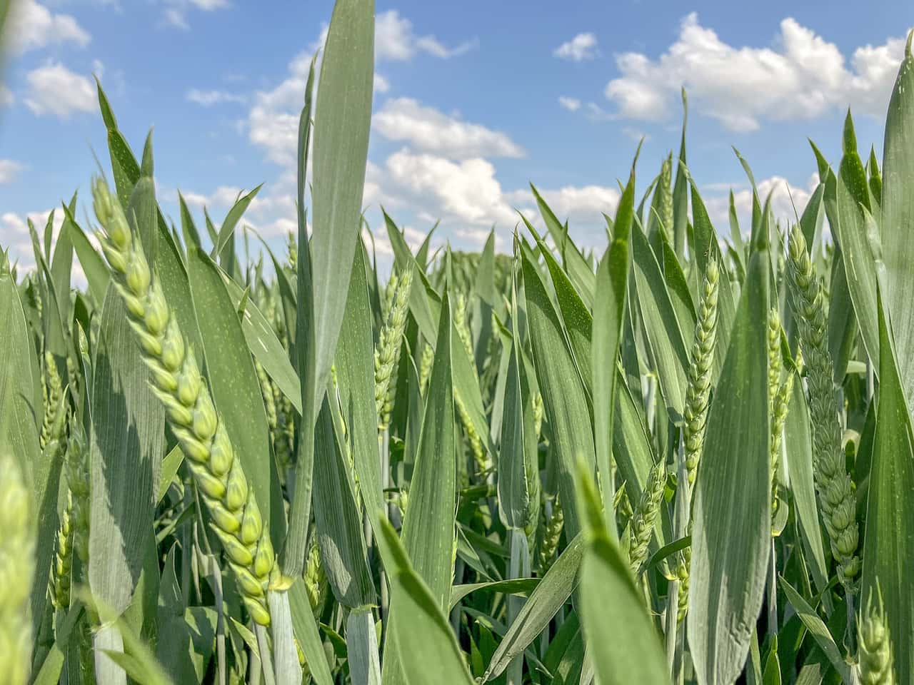 Tips for healthy wheat