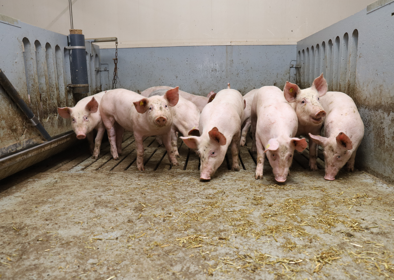 NL-Schlechte-Notierungen-belasten-Tierwohlprogramme