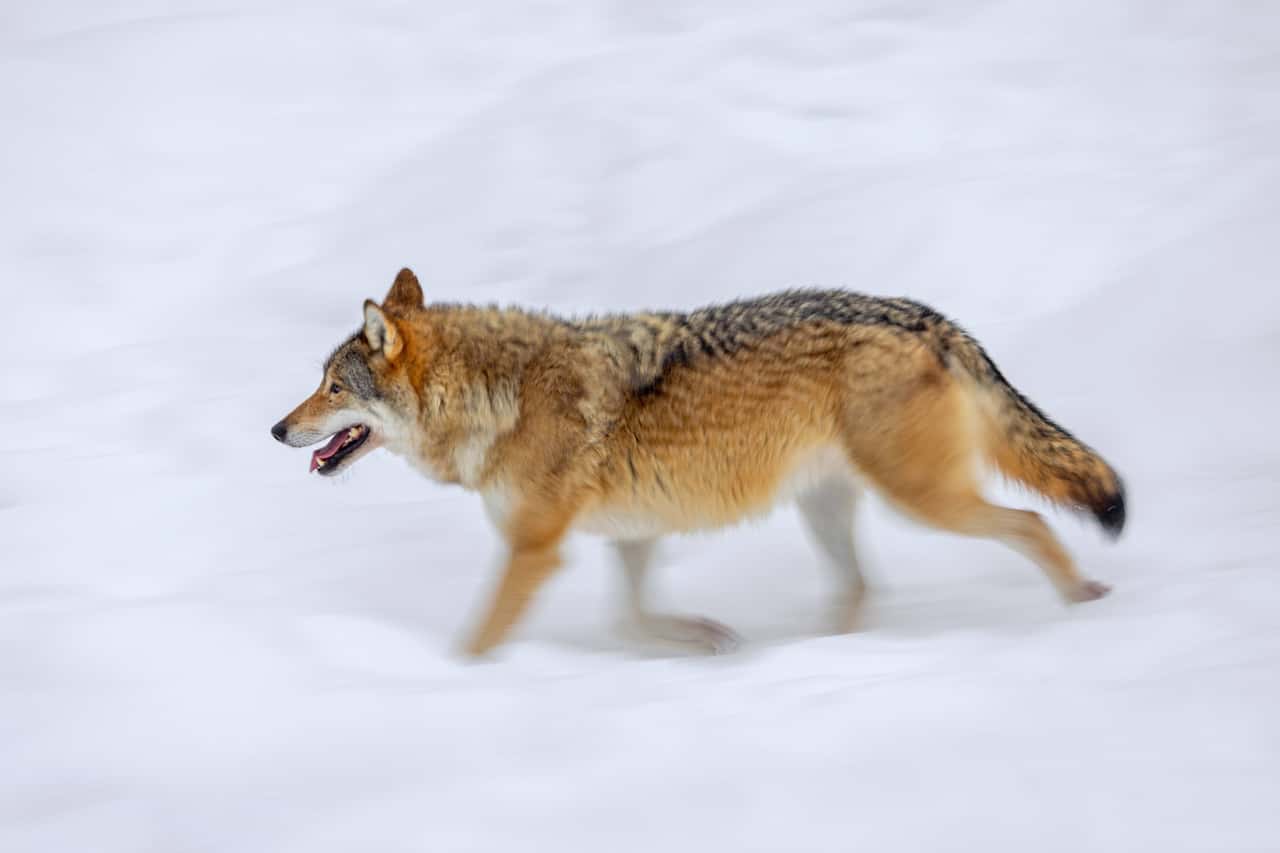 Finnland-startet-Quotenjagd-auf-den-Wolf