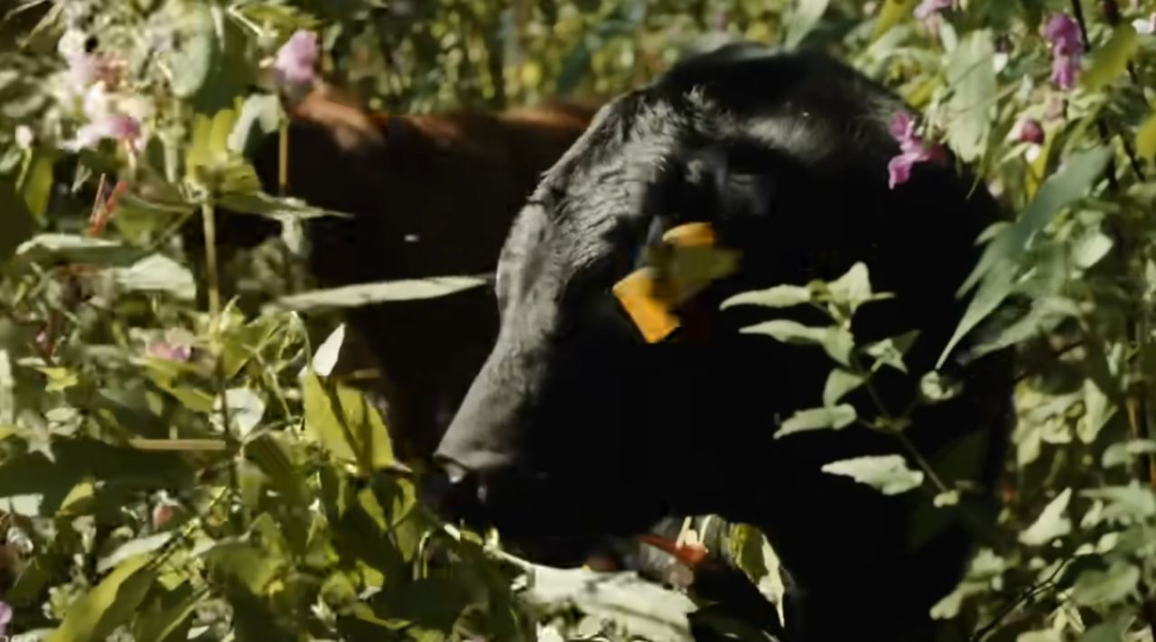 Sensationelle-Entdeckung-Kleine-Dexter-Rinder-lieben-Springkraut