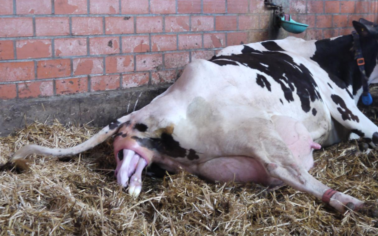Cow from Northern Ireland sets world record with five healthy calves