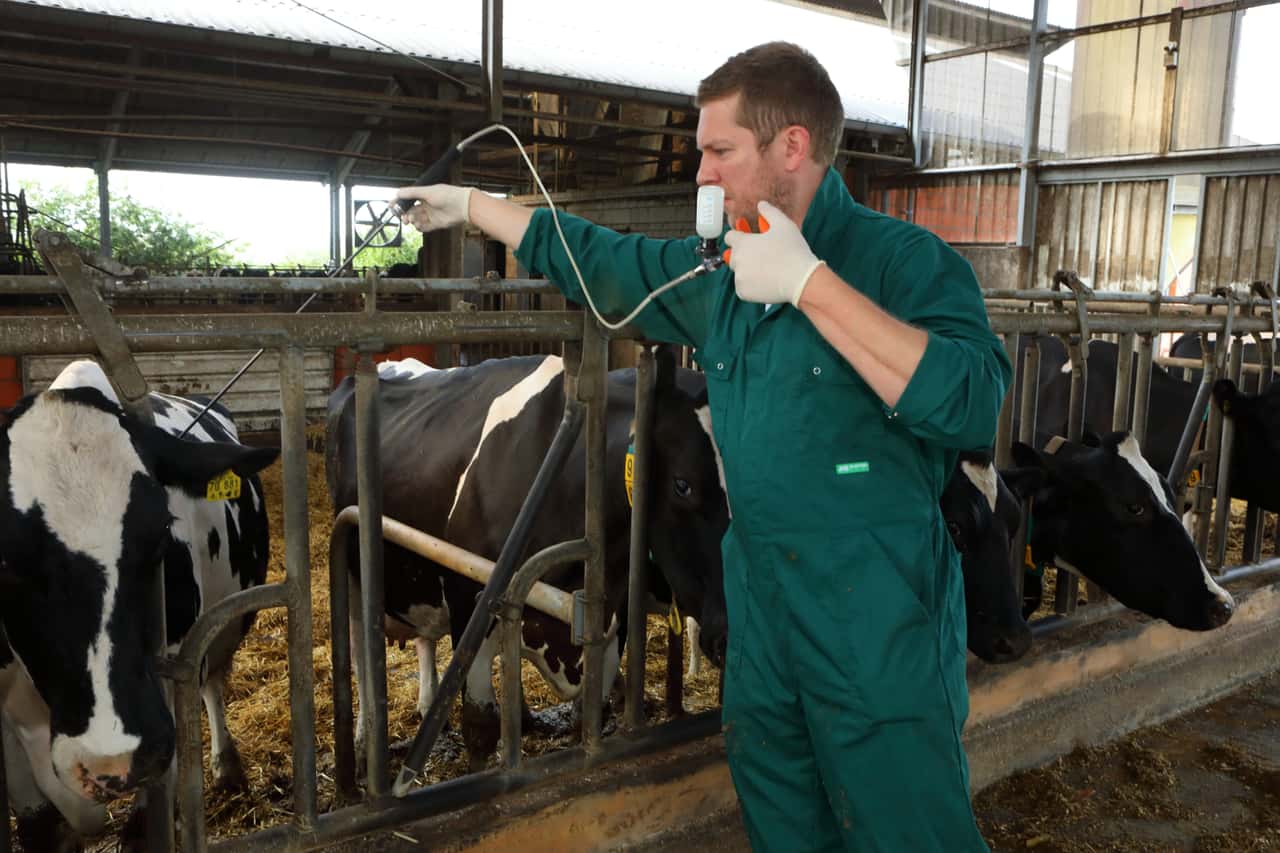 Lumpy-Skin-Impfkampagne-zeigt-Wirkung