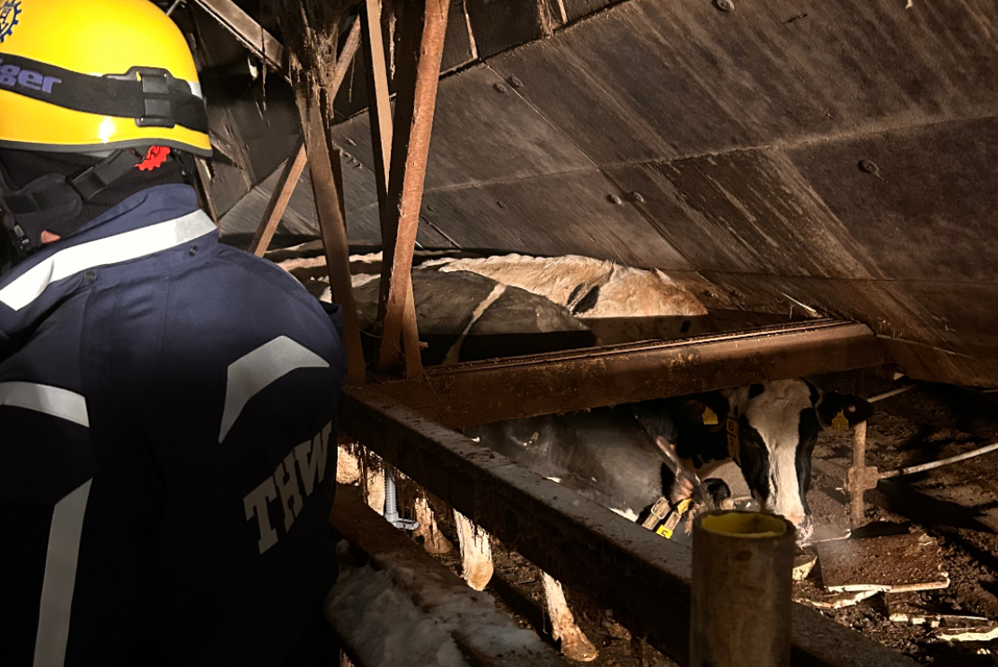 Kuhstalldach-bricht-wegen-Schneelast-zusammen