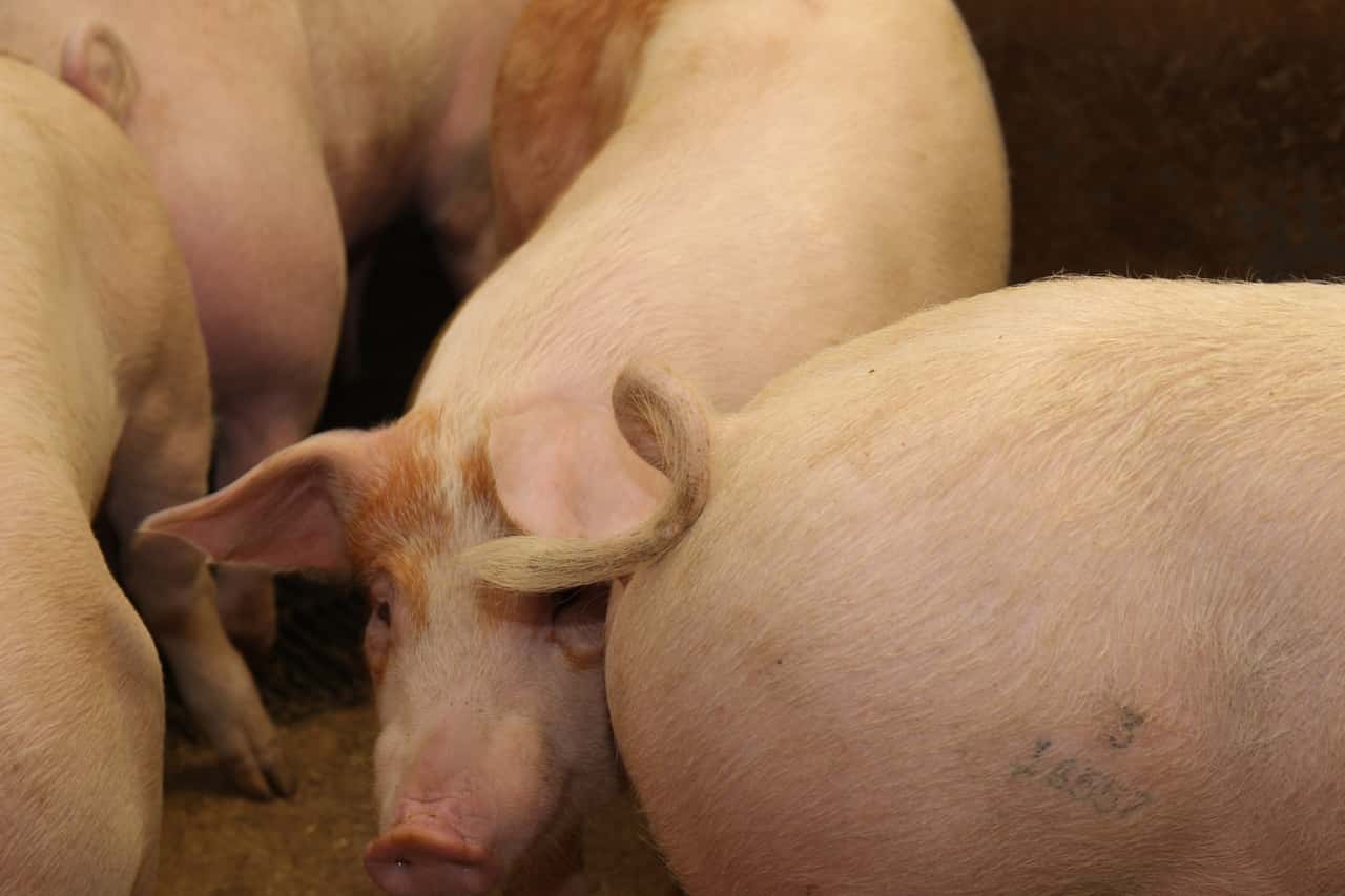 Tierwohlma-nahmen-Landwirte-skeptischer-als-Tierwohlexperten