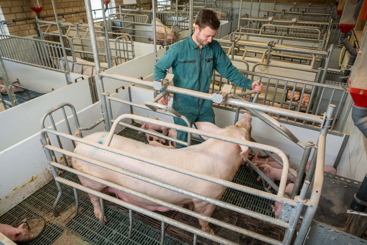 ISN-Umbau-der-Sauenhaltung-kostet-ber-4-Mrd-Ausstiegswelle-droht