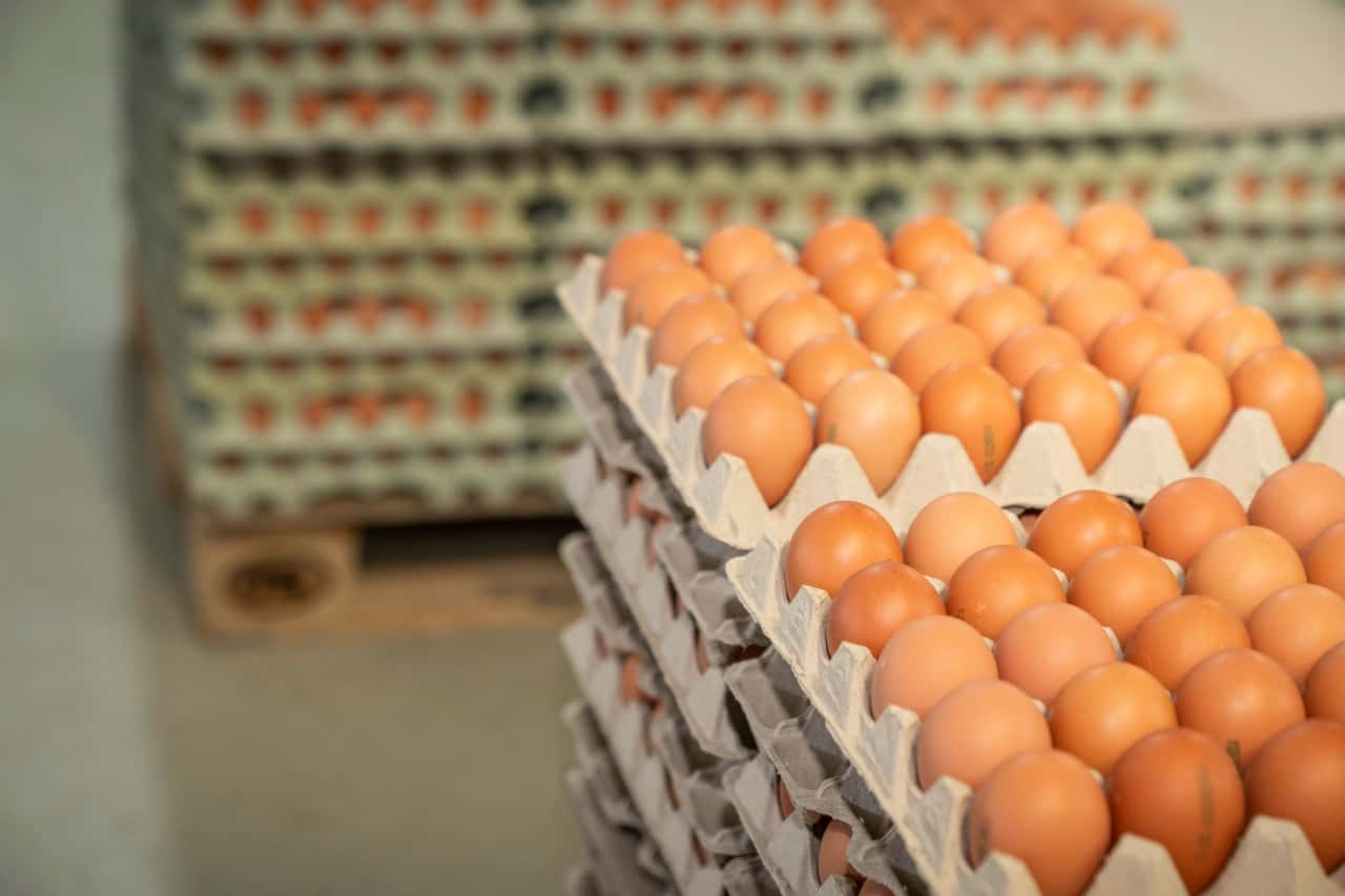 -Der-Eiermarkt-brennt-Packstellen-k-mpfen-aggressiv-um-Erzeuger