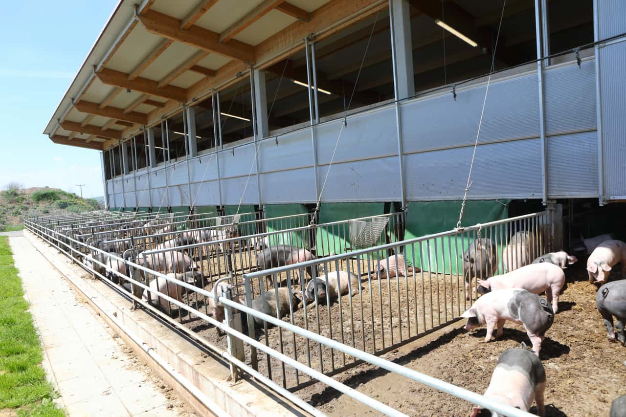 Prof-Dr-Grethe-Stillstand-beim-Tierwohl-ist-keine-Option-