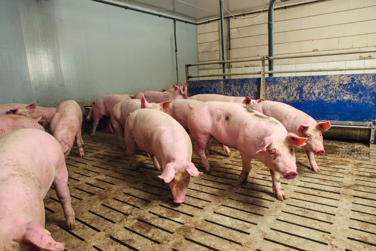 LBV-Baden-W-rttemberg-Preise-sind-Schlag-in-die-Magengrube-der-Schweinehalter-