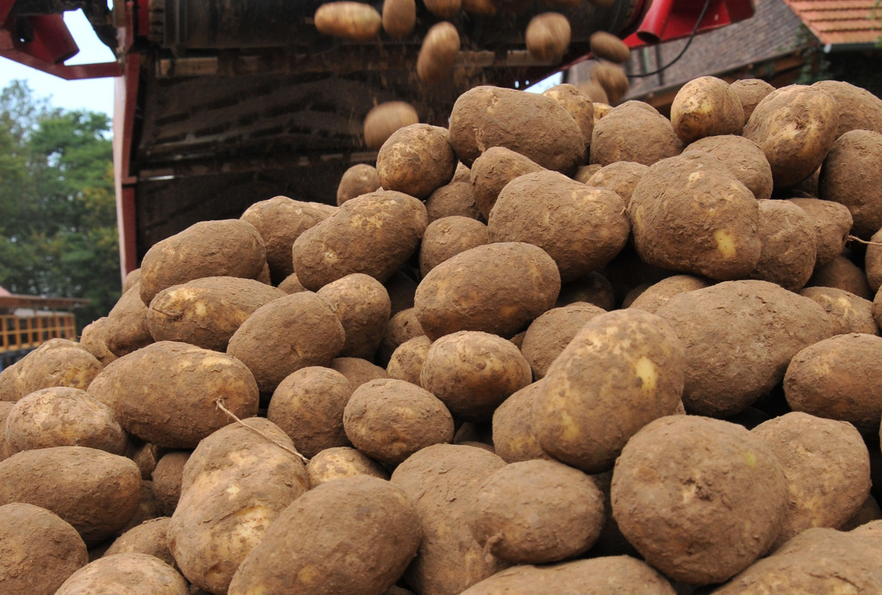 4-000-t-Gratiskartoffeln-Einseitige-Spendenaktion-ver-rgert-Anbauer