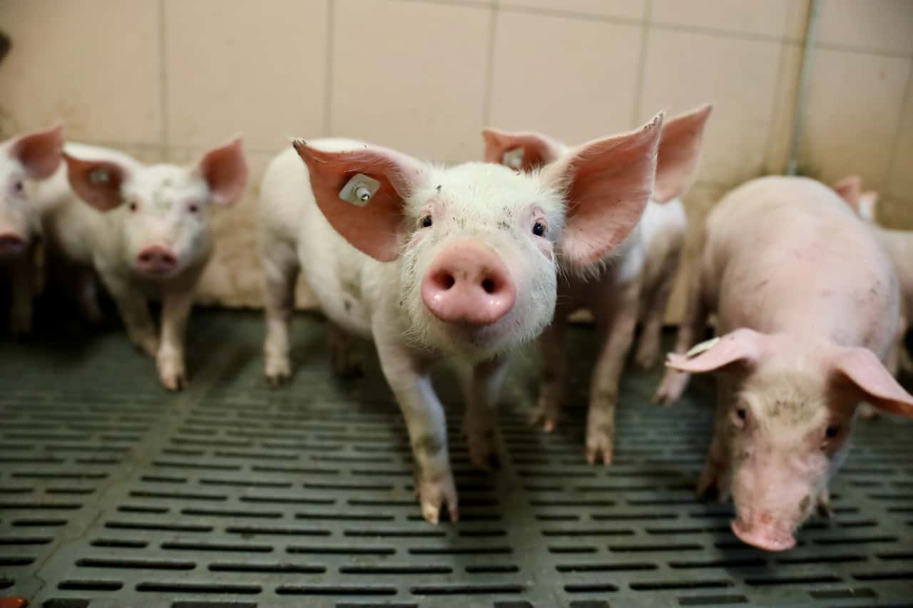 ITW-listet-2-7-Mio-zus-tzliche-Ferkel