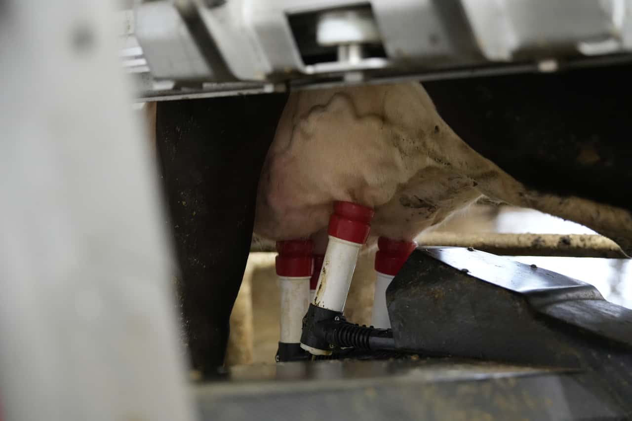 Mehr-Milch-in-Polen-und-Deutschland