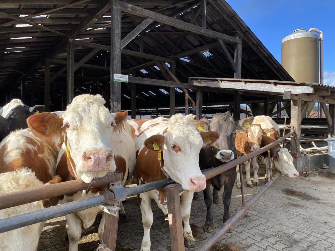 Milchkuhbest-nde-in-Deutschland-wieder-leicht-gestiegen