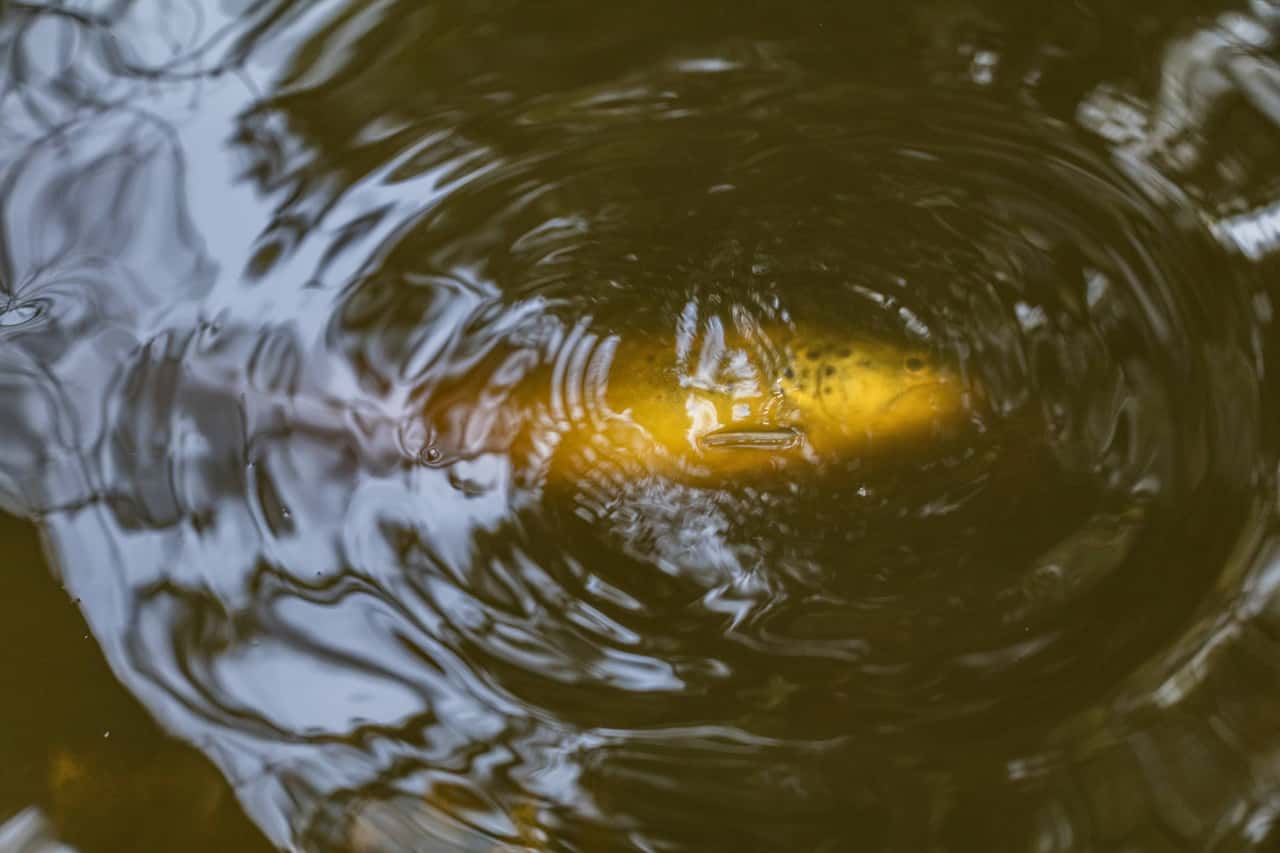 Tonnenweise-tote-Fische-bei-Zuchtbetrieben-durch-G-lle-im-Bachwasser